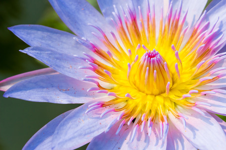 close up lotus flower soft focusの写真素材