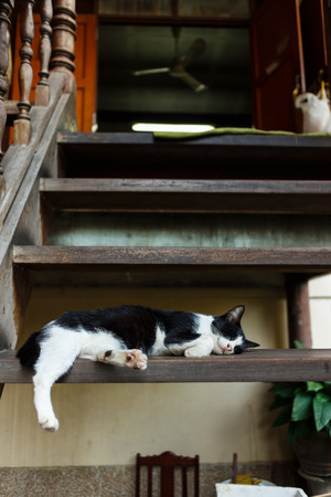 black and white cat lie on wood stairの写真素材