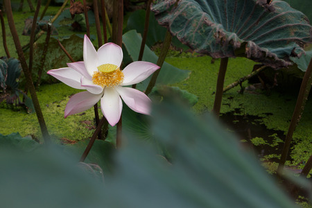 lotus flower is blooming, lily water ,photo stockの写真素材