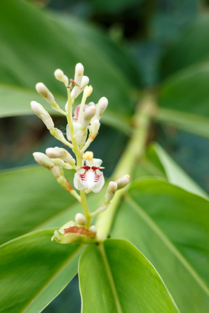 green leaf around white flower photo stockの写真素材