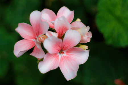 close up pink flower blooming in floraの写真素材