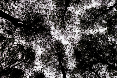 silhouette black and white tree texture photoの写真素材