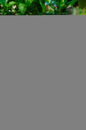 pink flamingo bird in zoo photo stockの写真素材