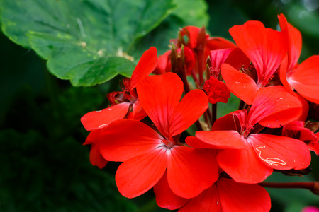 close up red flower blooming in flora