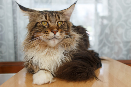 orange cat lying in room portrait photoの写真素材