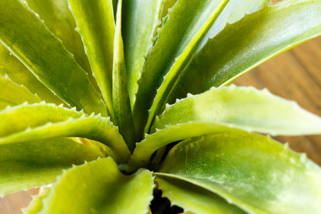 aloe close upの写真素材