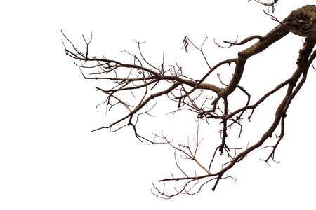 Dead tree isolated on white backgroundの写真素材