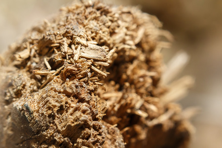 close up broken old bamboo, very soft focus photo stockの写真素材