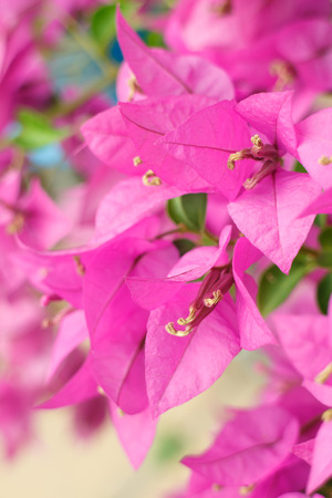 close up pink Bougainvillea flowers on garden backgroundの写真素材