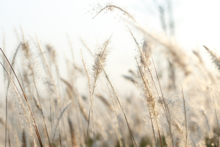 Soft light Grass flower in meadow and soft focus, natural background photo