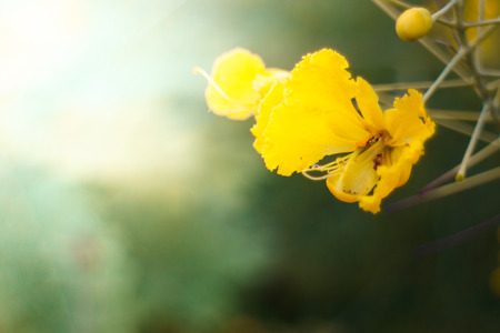 abstract color flower with light effect for background, and very soft focusの写真素材