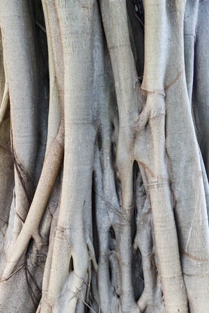 close up natural texture background photo stockの写真素材
