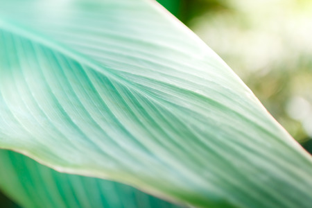 close up green leaf, natural texture background, very soft focus