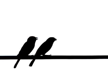 silhouette House Sparrow isolation on white backgroundの写真素材