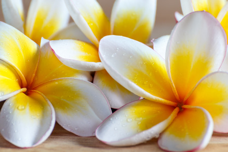 close up white and yellow flowers on wooden backgroundの写真素材