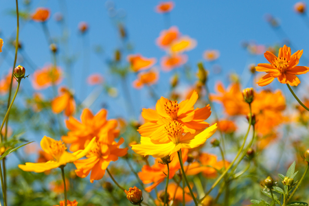 close up orange cosmos flower on natural blue sky backgroundの写真素材