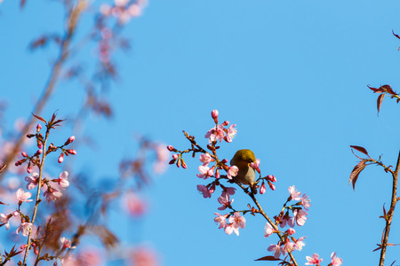close up yellow bird at  pink flower blossom, Prunus cerasoides (Sakura Thailand)の写真素材