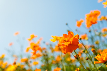 close up orange cosmos flower on natural blue sky backgroundの写真素材
