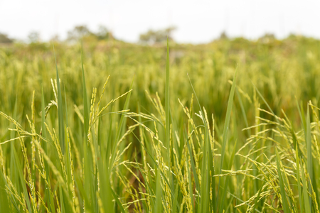 close up natural detail of rice and blur backgroundの写真素材