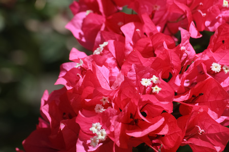 close up flower on blur natural background