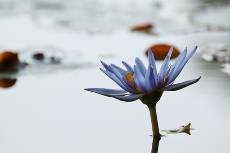 close up beautiful water lily or lotus flower float on waterの写真素材