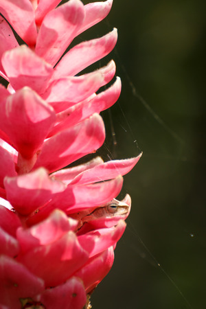 close up little brown frog hiding in pink flower, wildlife animal in natureの写真素材