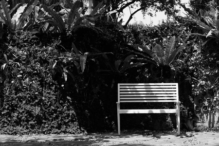black and white of chair stay in gardenの写真素材