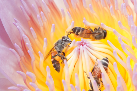 close up honey bee working on lotus flowerの写真素材