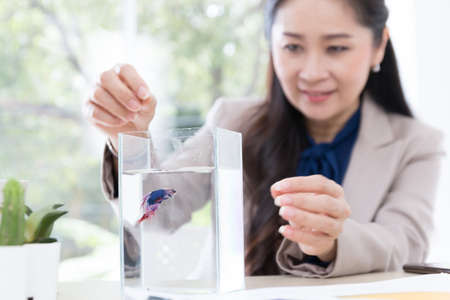 business asian woman and siamese fighting fish in fish tank, activity relaxation and hobby in office at break timeの写真素材