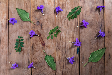 purple flower and green leaf on wooden groundの写真素材