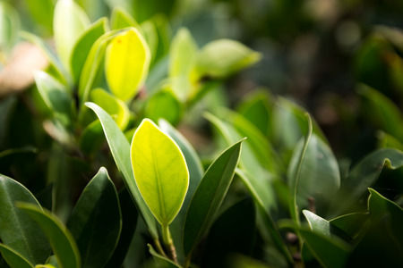 close up green leaf with light effect for natural background