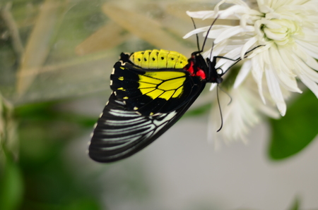 butterflyの写真素材