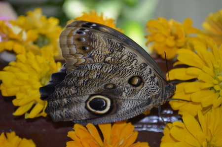 butterflyの写真素材