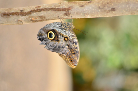 butterflyの写真素材