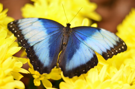 butterflyの写真素材