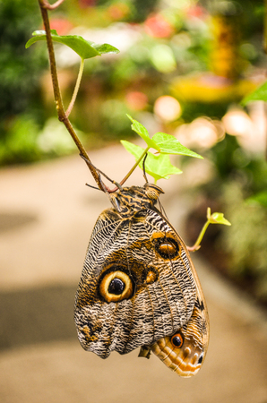 butterflyの写真素材