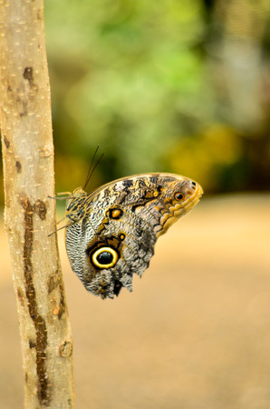 butterflyの写真素材