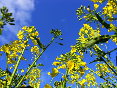 Canola field from the frog perspective.