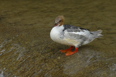  Common Merganser  female in the water.の写真素材