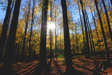 Autumn forest in the backlight.の写真素材