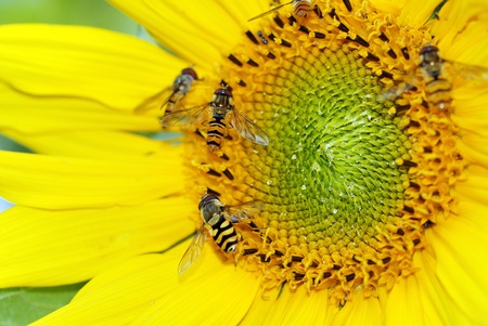 Yellow sunflower with insects.の写真素材