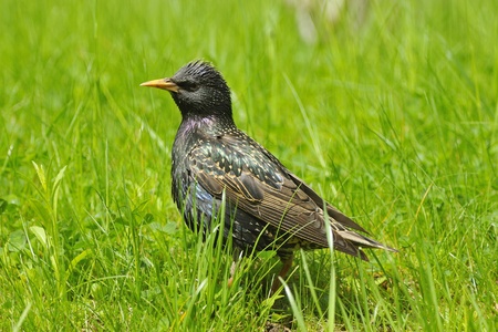 Star in breeding plumage in a meadow.の写真素材
