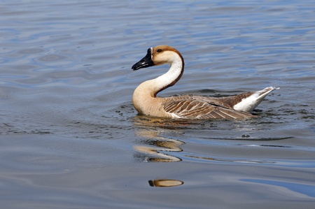 a  swan goose ( anser cygnoides)  swimmingの写真素材