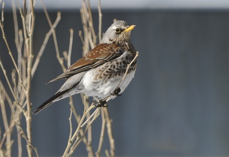 Fieldfare in winter
