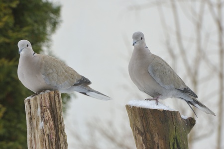 2 pigeons in winter, on a branch.の写真素材