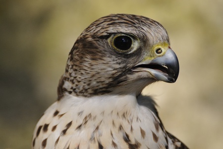 Gyrfalcon portrait の写真素材