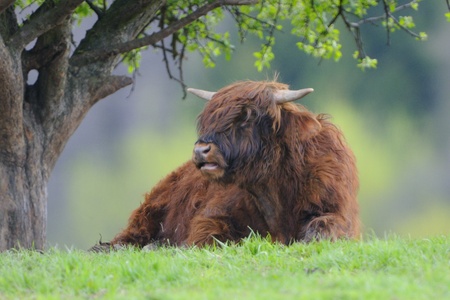 Scottish highland cow Highland cattle