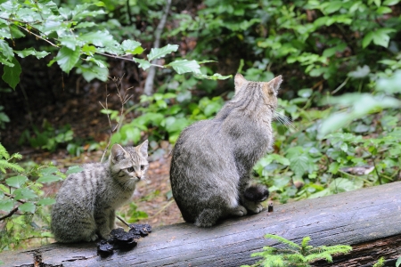 cute wildcat baby  lat  Felis silvestris  の写真素材