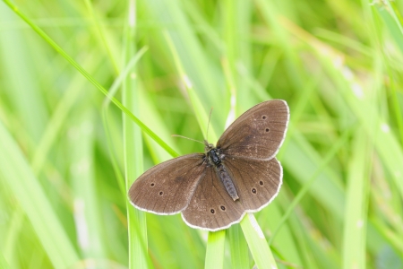 Aphantopus hyperantus , Ringlet