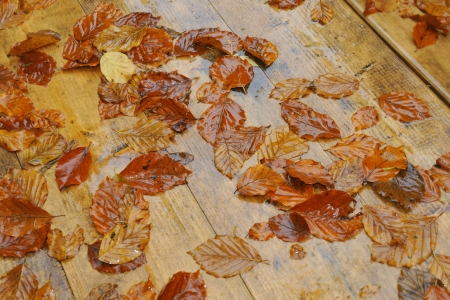 Colorful autumn foliage の写真素材